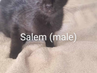 Salem Photo