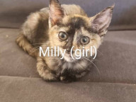 Millie Photo