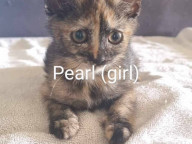 Pearl Photo