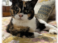 Missy Photo