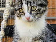 Basil Photo