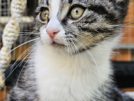 Basil Photo