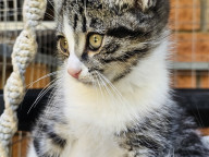 Basil Photo