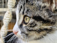 Basil Photo