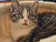 Basil Photo