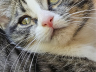 Basil Photo