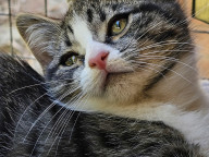Basil Photo