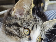 Basil Photo
