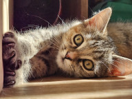Cinnnamon Photo